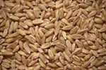 Dinkel-ganz